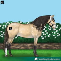 Horse Color:White Spotted Buckskin Dun Sabino 