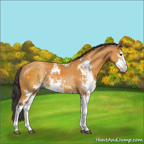 Horse Color:Buckskin Sabino 