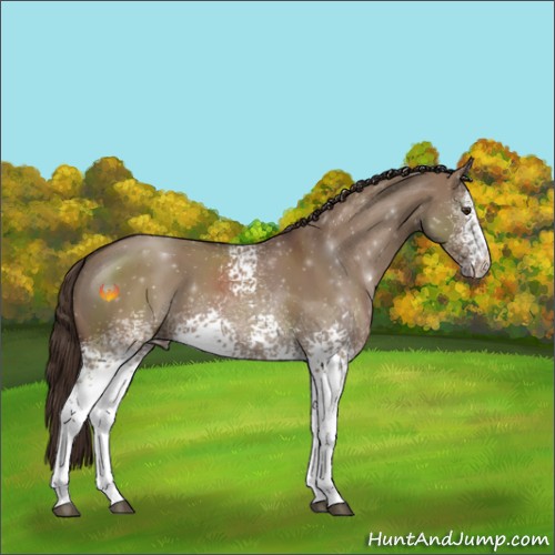 Horse Color:White Spotted Liver Red Dun Sabino 