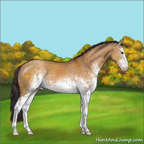Horse Color:White Spotted Buckskin Dun Sabino 