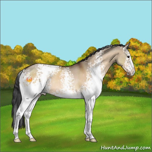 Horse Color:White Spotted Bay Dun Sabino Rabicano 