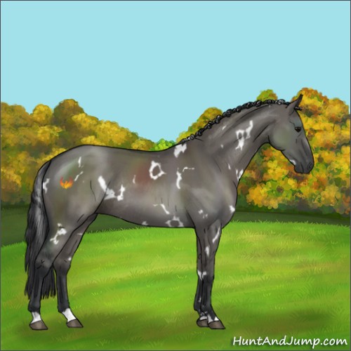 Horse Color:White Spotted Grullo Sabino Rabicano 