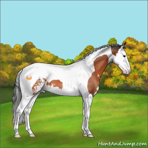 Horse Color:Bay Sabino Splash Tobiano 