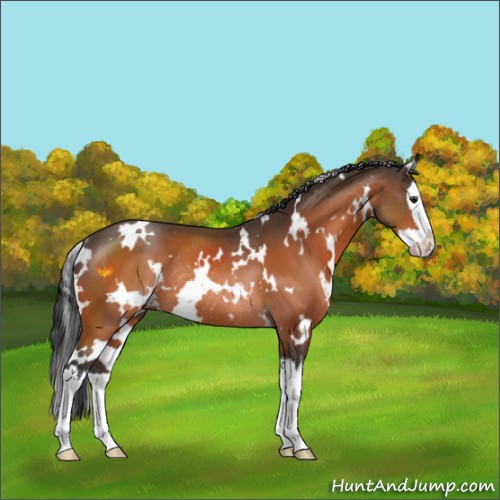 Horse Color:White Spotted Brown Sabino Splash Rabicano 