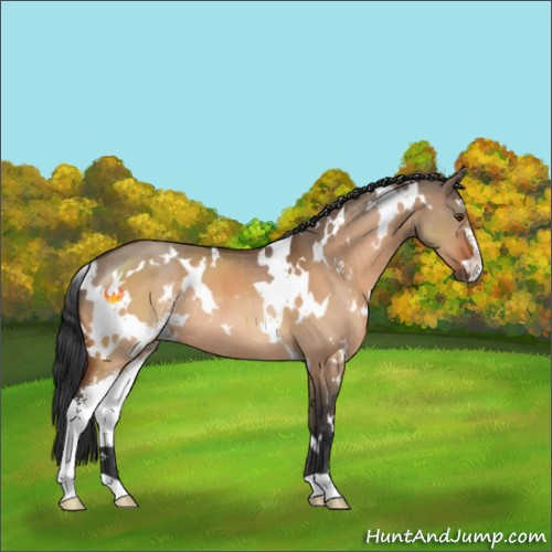 Horse Color:White Spotted Brown Dun Sabino Rabicano 