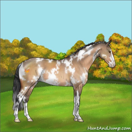 Horse Color:White Spotted Brown Dun Sabino 