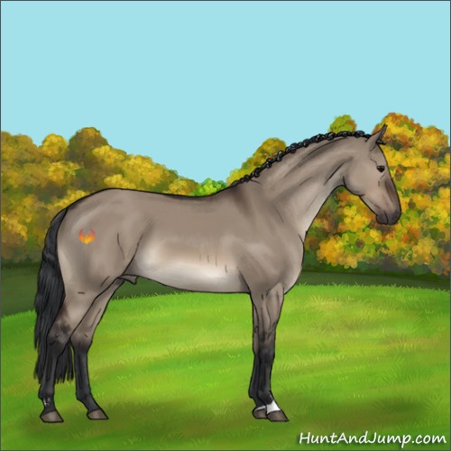 Horse Color:Brown Dun Sabino 