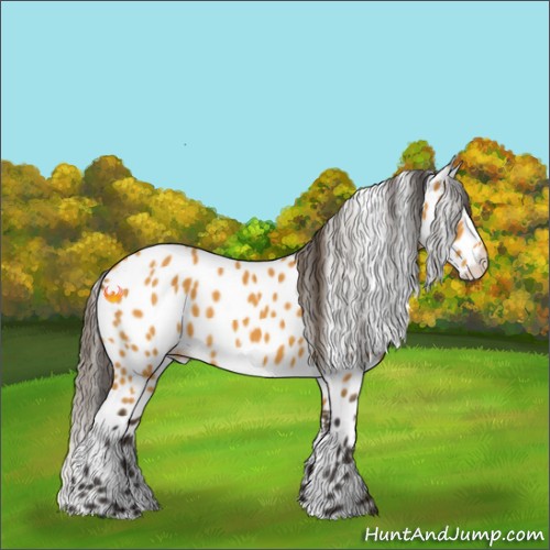 Horse Color:Buckskin Sabino Appaloosa 