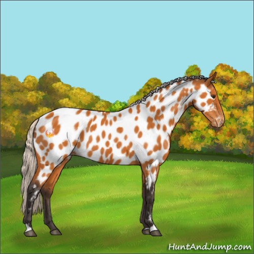Horse Color:Silver Buckskin Sabino Appaloosa 
