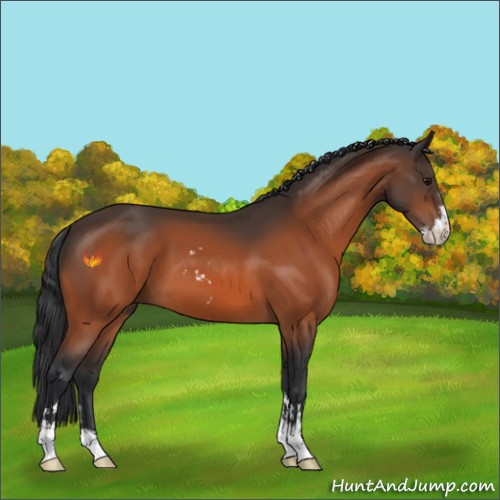 Horse Color:Bay Sabino 