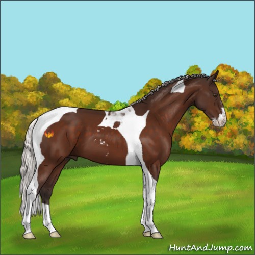 Horse Color:Silver Brown Sabino Tobiano 
