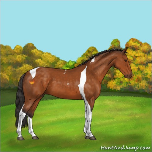 Horse Color:Buckskin Sabino Tobiano 