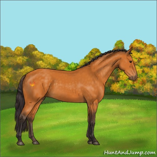 Horse Color:Buckskin Sabino 