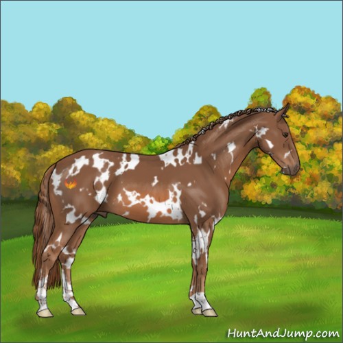 Horse Color:White Spotted Chestnut Sabino 