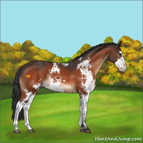 Horse Color:Brown Sabino Rabicano 