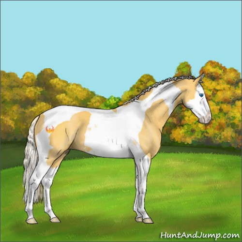 Horse Color:Palomino Sabino Splash Tobiano 