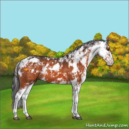 Horse Color:Bay Sabino 