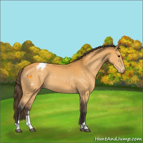 Horse Color:Buckskin Sabino Appaloosa 