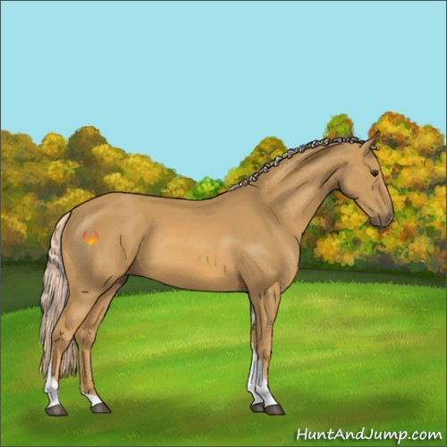 Horse Color:Palomino Sabino Tobiano 