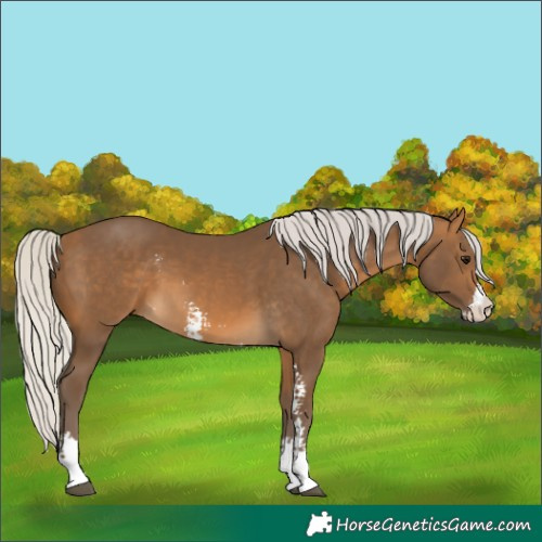 Horse Color:Silver Buckskin Sabino 