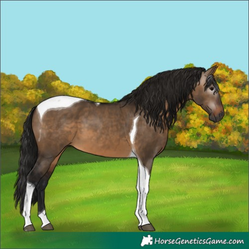 Horse Color:Gray Brown Dun Tobiano