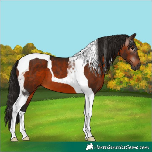 Horse Color:Gray Bay Tobiano 