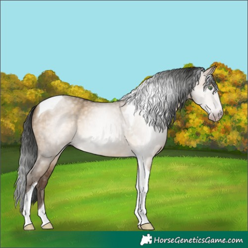 Horse Color:Gray Amber Champagne Dun Tobiano 