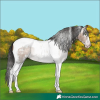 Horse Color:Gray Sable Champagne Sabino Tobiano Appaloosa 