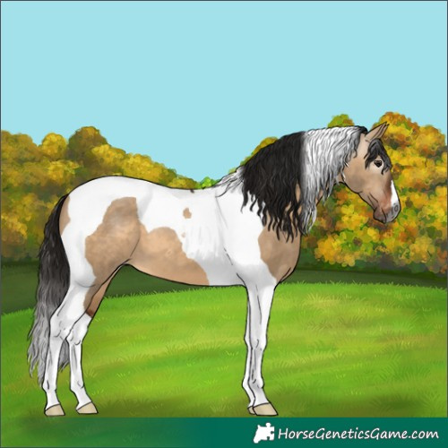 Horse Color:Gray Bay Dun Tobiano Appaloosa