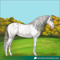Horse Color:Gray Amber Champagne Dun Tobiano Appaloosa 
