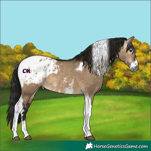 Horse Color:Gray Brown Dun Sabino Tobiano Appaloosa 