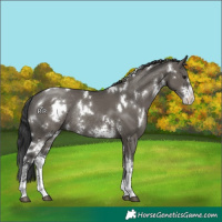 Horse Color:White Spotted Grullo Sabino Rabicano 