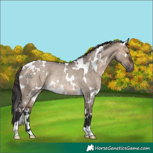 Horse Color:White Spotted Brown Roan Dun Rabicano 