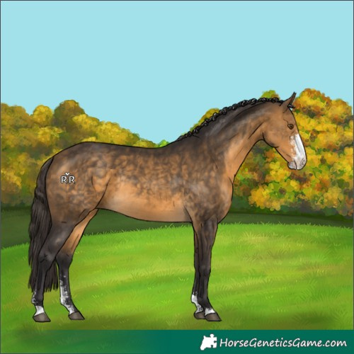Horse Color:Buckskin Sabino Rabicano 