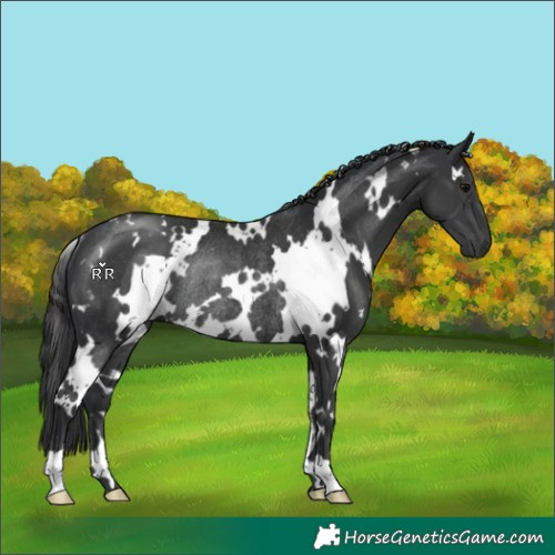 Horse Color:White Spotted Black Rabicano 