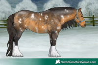 Horse Color:White Spotted Buckskin Sabino Rabicano 