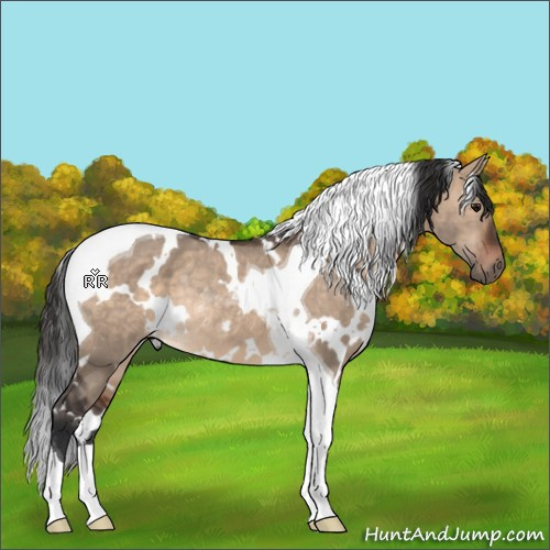 Horse Color:White Spotted Brown Dun Tobiano Rabicano 