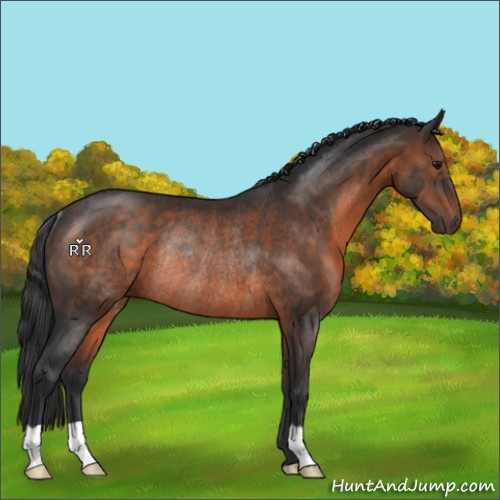 Horse Color:Brown Rabicano 