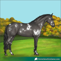 Horse Color:White Spotted Grullo Rabicano 