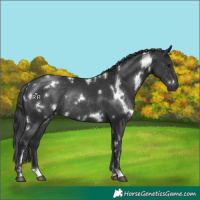 Horse Color:White Spotted Black Rabicano 