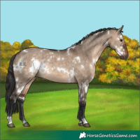 Horse Color:White Spotted Brown Dun Rabicano 