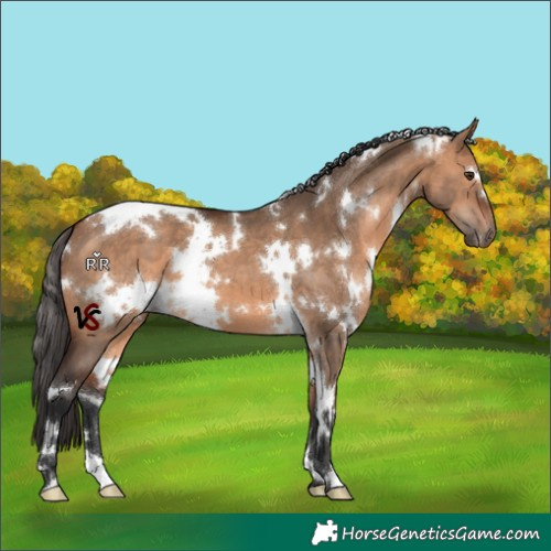 Horse Color:White Spotted Bay Dun 