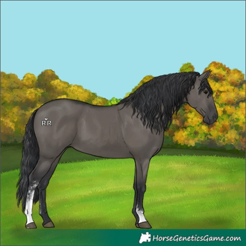 Horse Color:Grullo Sabino 
