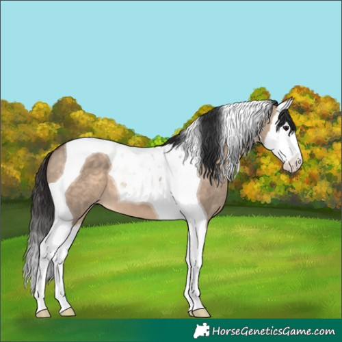 Horse Color:Brown Dun Splash Tobiano