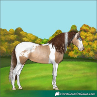 Horse Color:Gray Bay Pearl Dun Splash Tobiano Appaloosa Rabicano 