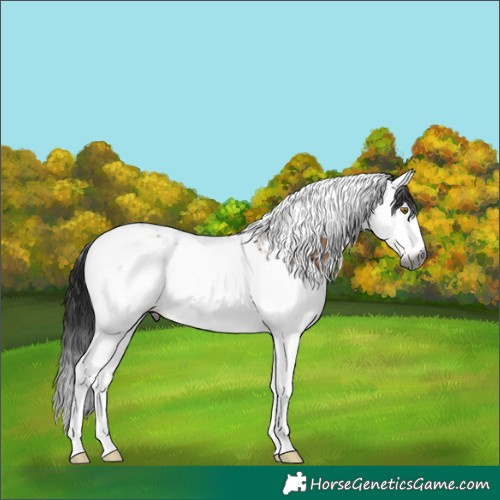Horse Color:Gray Brown Dun Splash Tobiano Appaloosa Rabicano 
