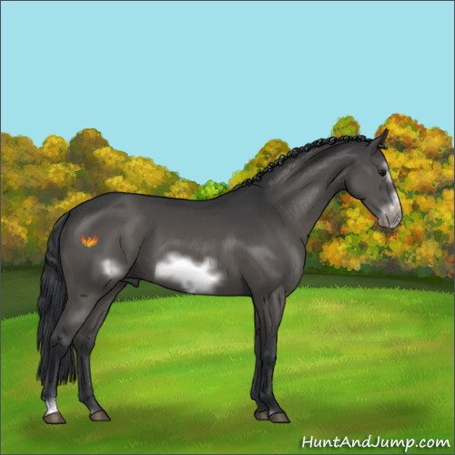 Horse Color:Black Sabino Frame 