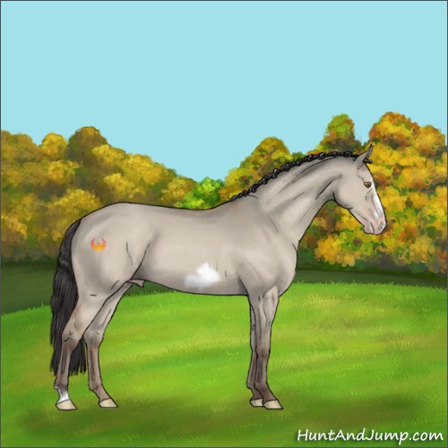 Horse Color:Classic Champagne Dun Frame 
