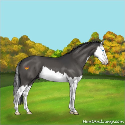Horse Color:Black Splash 