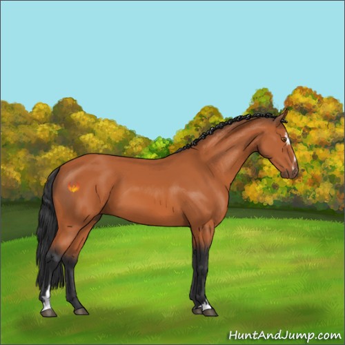 Horse Color:Bay Sabino 